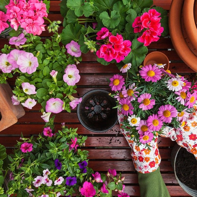 Aprende de jardinería con 7 aplicaciones súper prácticas