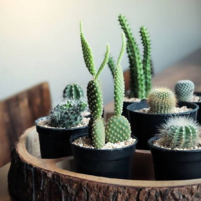 Aprovecha las ventajas de tener cactus en la oficina ¡Te encantarán!