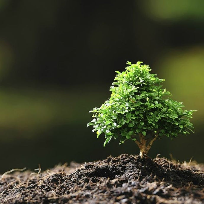 Árboles pequeños para jardines pequeños