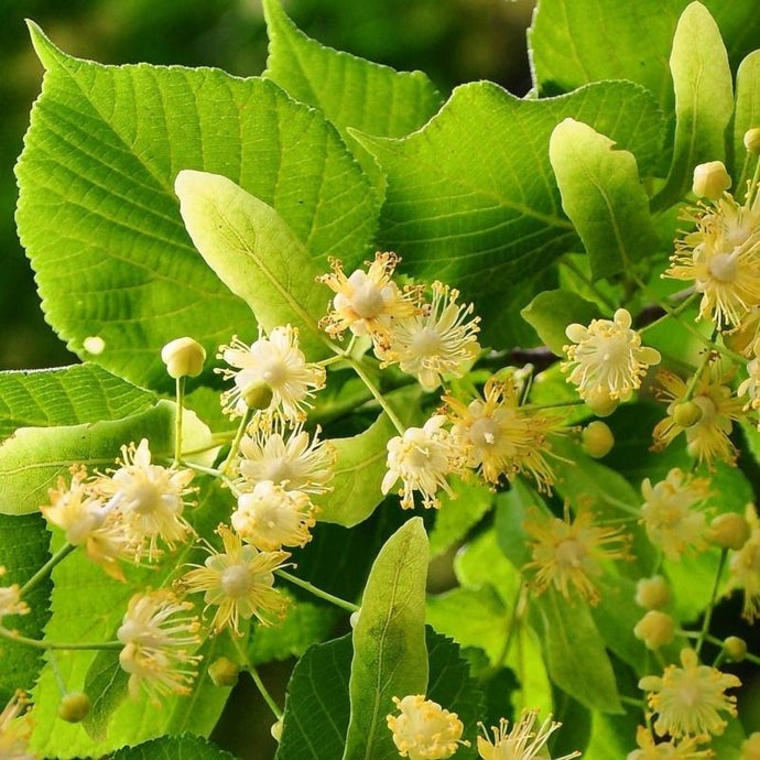 ¡Bellezas que curan! Utiliza el poder medicinal de las flores