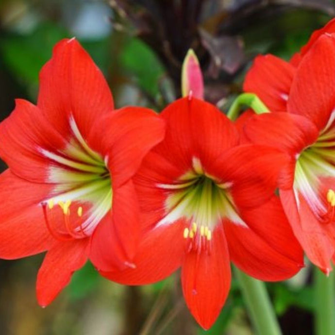 Bulbos de verano que alegrarán tu jardín