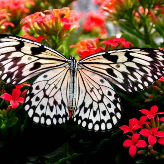 Cómo atraer mariposas al jardín