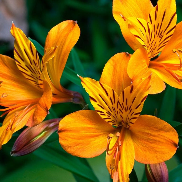 Cómo ayudar en la floración de las plantas