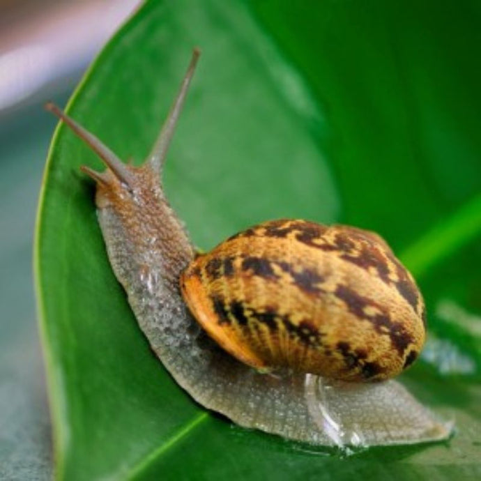 Cómo combatir caracoles y babosas en el jardín.