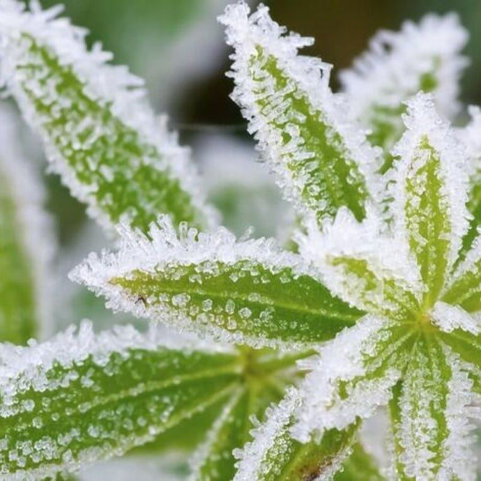 Cómo combatir las heladas y el frío de invierno