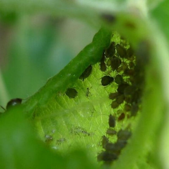 Cómo combatir las plagas en las plantas naturalmente