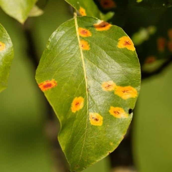 Cómo combatir los hongos en las plantas