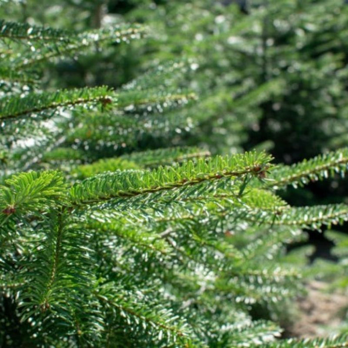 Cómo cuidar un pino de navidad natural