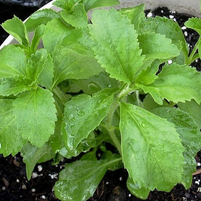 Cómo cultivar stevia en tu propio hogar