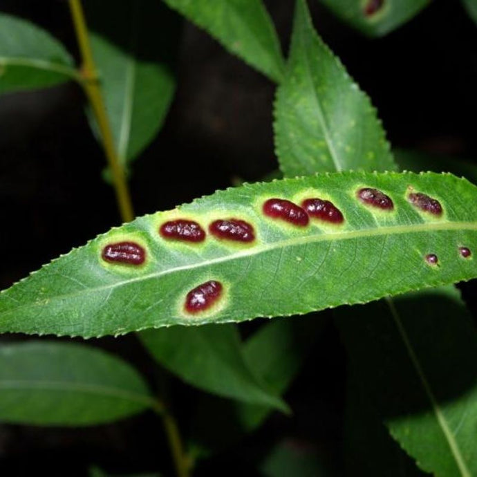 Cómo curar plantas enfermas