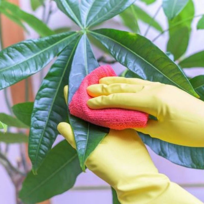 Cómo darle brillo a las plantas de nuestro jardín vertical de interior