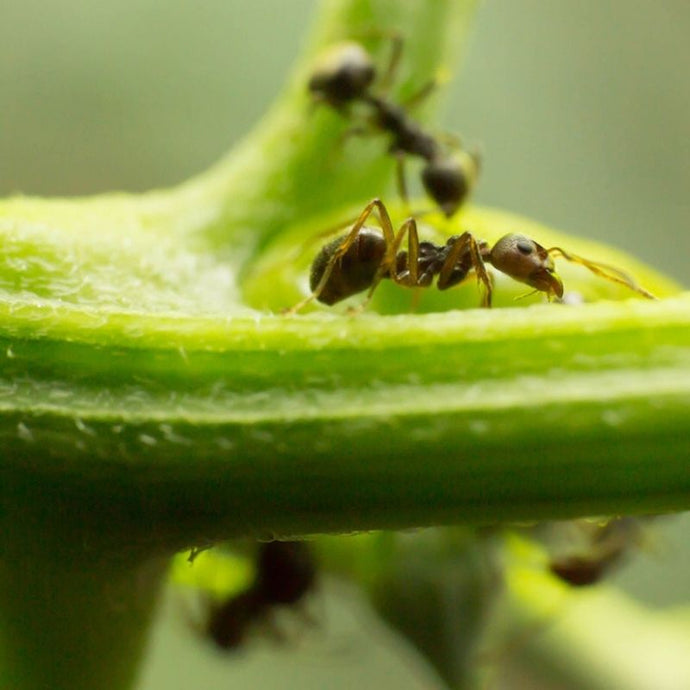 Cómo eliminar las hormigas del jardín naturalmente