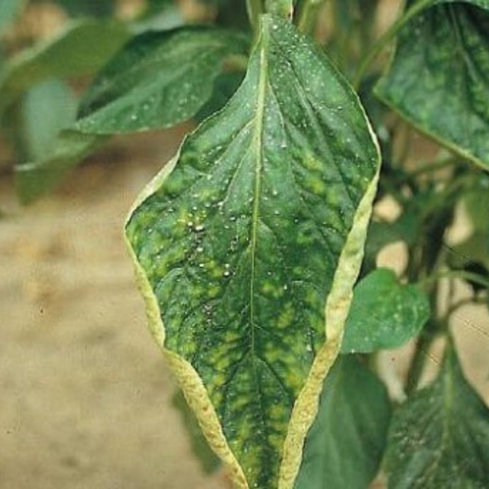 ¿Cómo identificar la falta de nutrientes en las plantas?