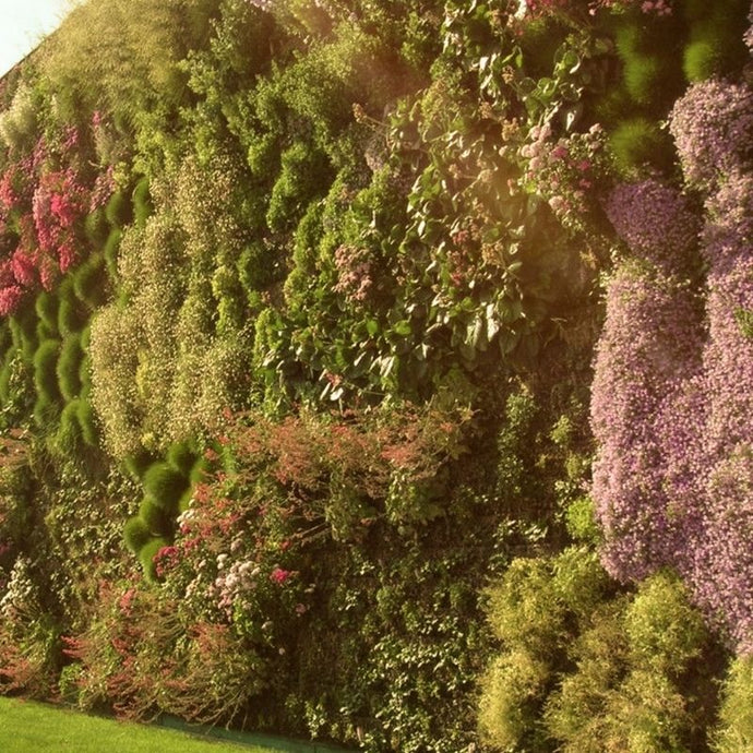 Cómo los jardines verticales pueden ayudar a salvar el planeta