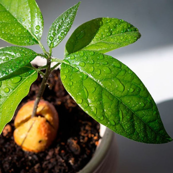 ¿Cómo plantar una semilla de aguacate?