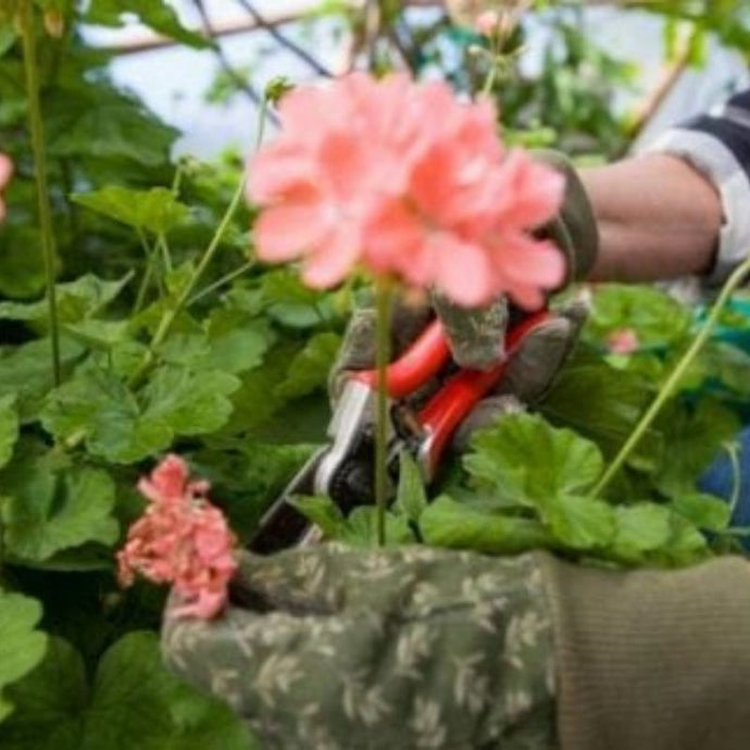 Cómo podar las plantas de tu jardín correctamente