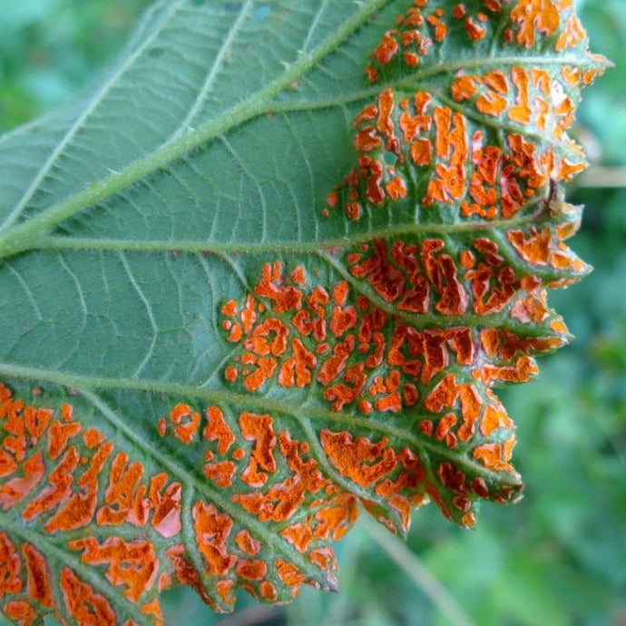 Cómo prevenir los hongos en las plantas durante el verano