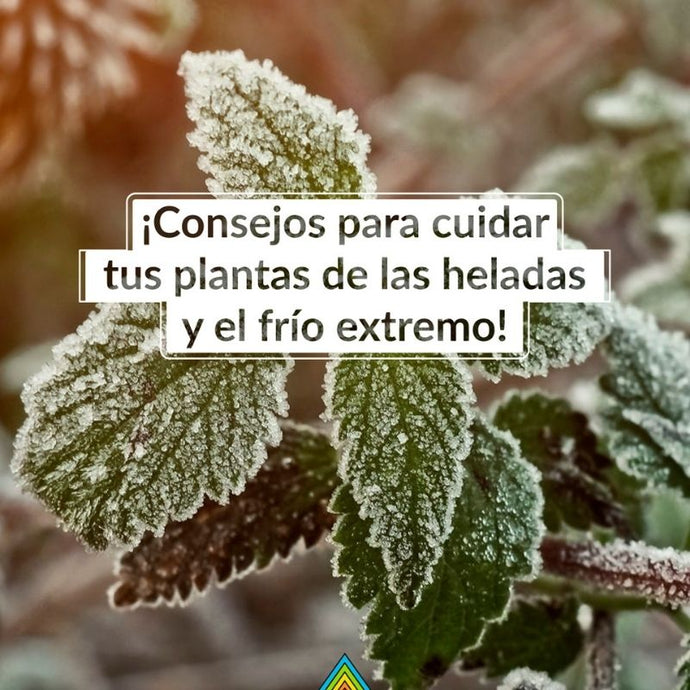 Cómo proteger las plantas del frío