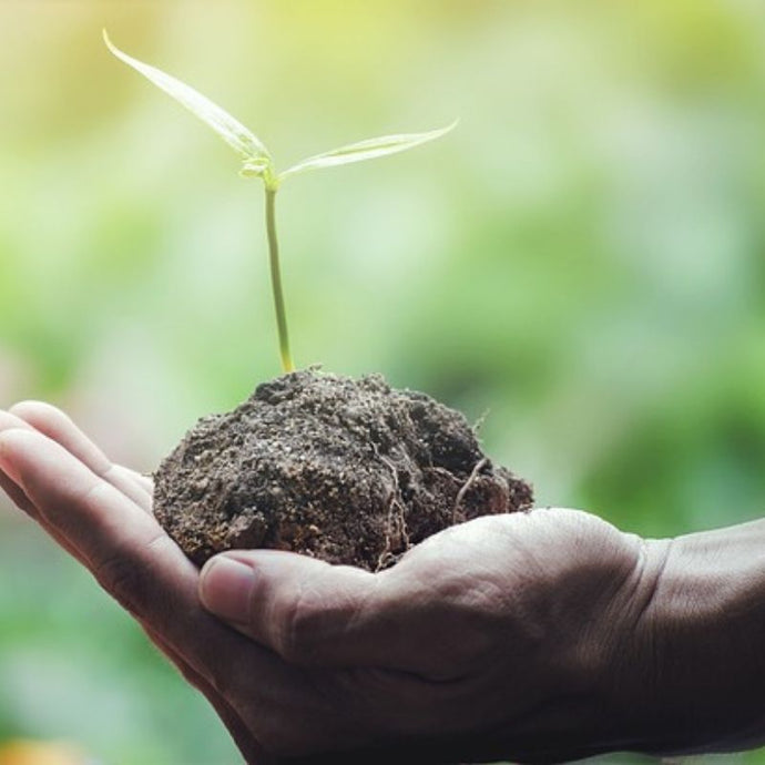 Cómo saber si tus plantas están sanas