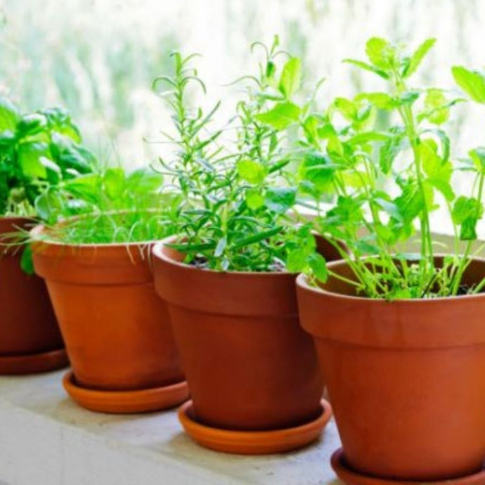 ¿Cómo tener plantas aromáticas en tu ventana?