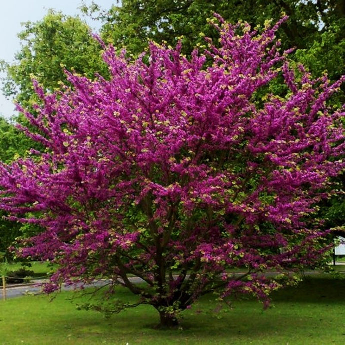 Conoce el árbol del amor: Cercis Siliquastrum