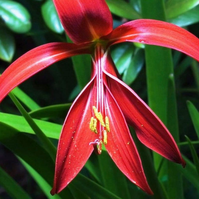 ¿Conoces la flor de esplendor rojo? ¡Descubre esta belleza mexicana!