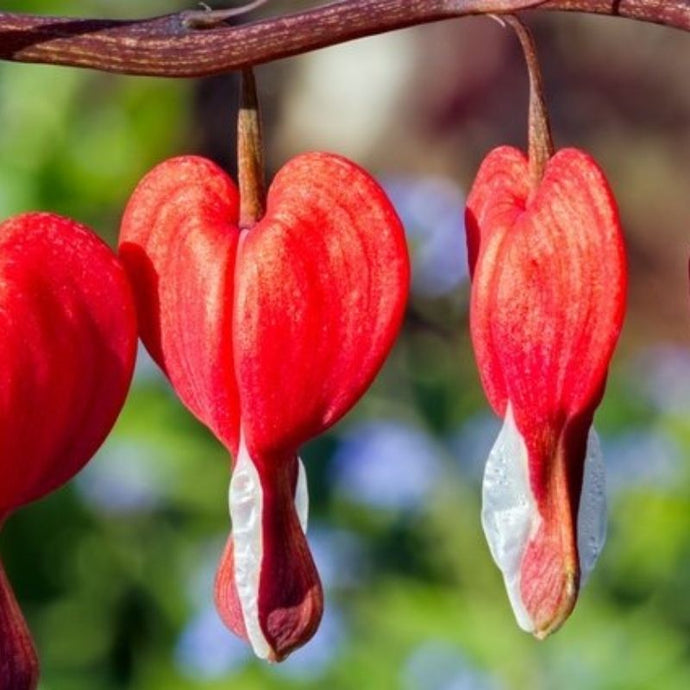 ¿Conoces las flores en forma de corazón? ¡Un perfecto regalo para San Valentín!