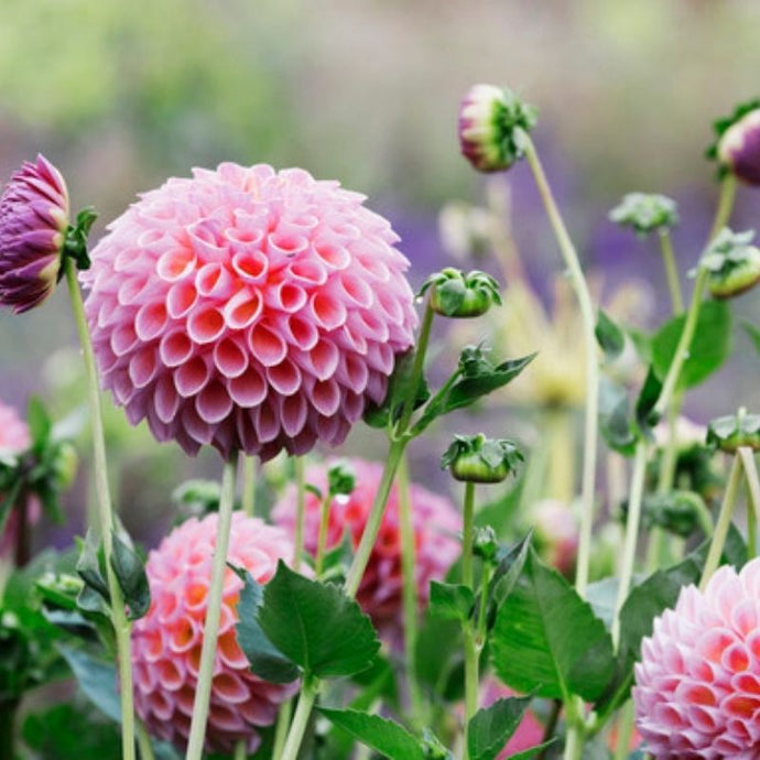 ¿Conoces las flores que se dan en México?