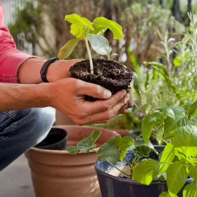 ¡Cuida tus plantas! En invierno también debes controlar las plagas en tu jardín