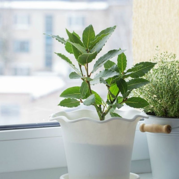 Cuidados de las plantas de interior en invierno ¡Ayúdalas en la temporada de frío!