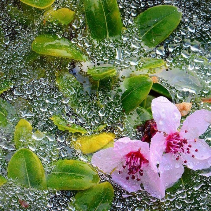 Cuidados del jardín en época de lluvias