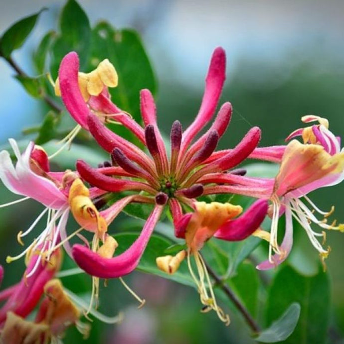 Dale más aroma y color a tu jardín con la Madreselva