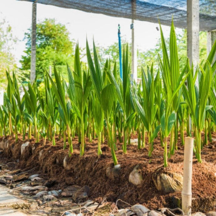 Dale un toque tropical a tu jardín ¡Atrévete a plantar cocoteros!