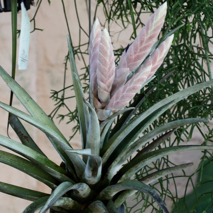 Descubre la flor de Chiapas que está en peligro de extinción