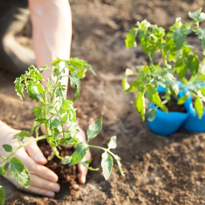 Descubre qué puedes cultivar en verano… ¡Crea tu huerto en casa!