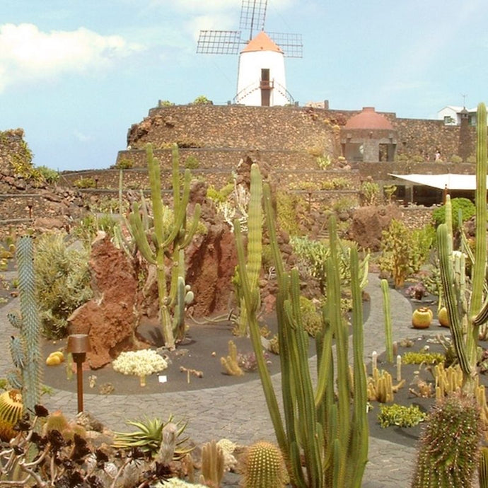 Descubre un jardín donde los cactus son los protagonistas ¡en una cantera!