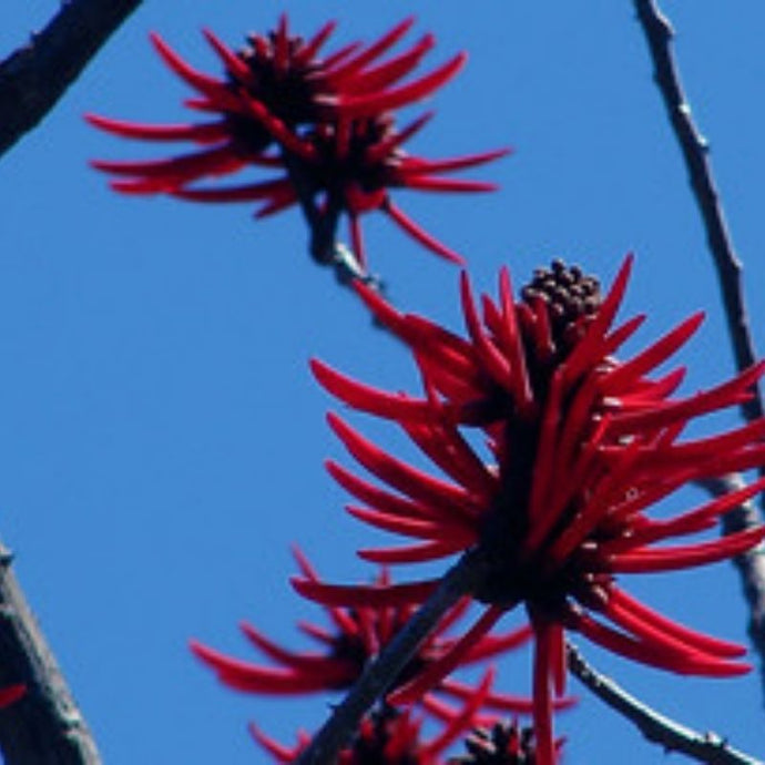 Disfruta de los gasparitos… Conoce la flor reina de la gastronomía veracruzana