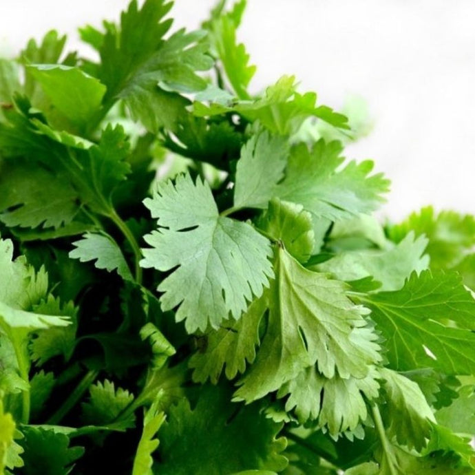 ¡El cilantro y sus propiedades medicinales! Más que un condimento…