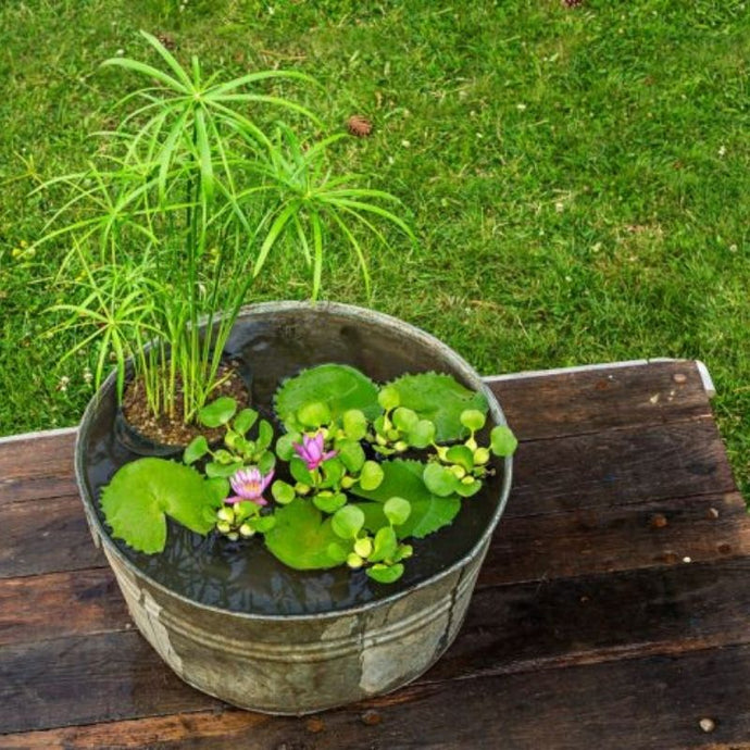 ¡Embellece tu jardín con plantas acuáticas!