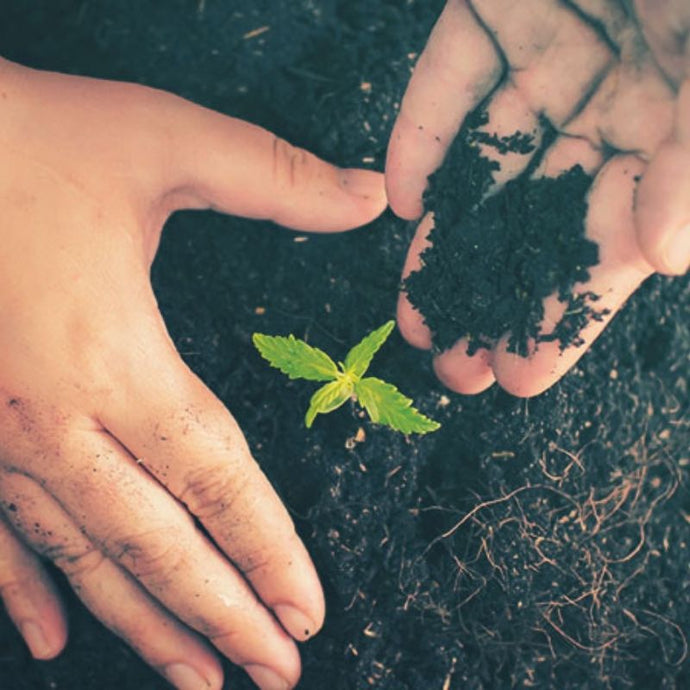 ¿Estás en busca de la felicidad? ¡Siembra una planta y darás el primer paso!