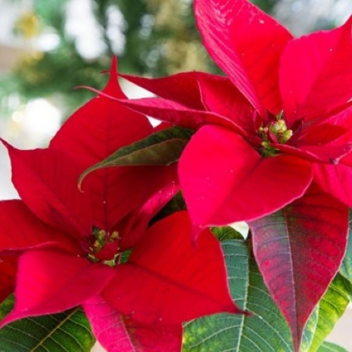 Flor de Pascua: Símbolo de la navidad de México para el mundo