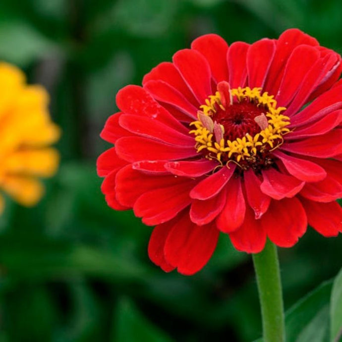 Flores de México: La Zinnia, paleta natural de colores