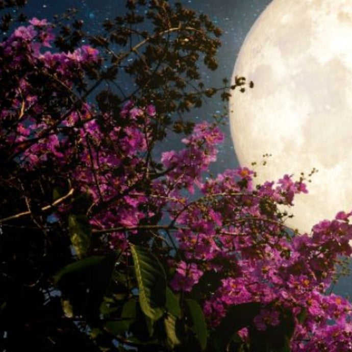 Influencia de la luna en las plantas ¿mito o realidad?