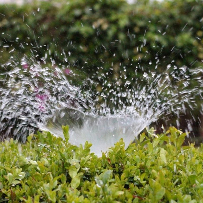 La importancia del riego de las plantas ¡Hazlo de la forma más práctica!