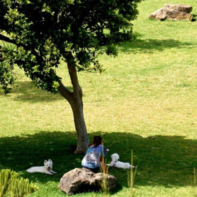 La morera, un maravilloso árbol de sombra