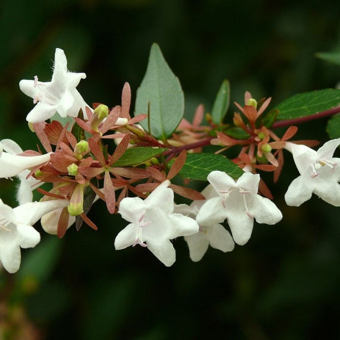 Las mejores plantas de exterior para todo el año