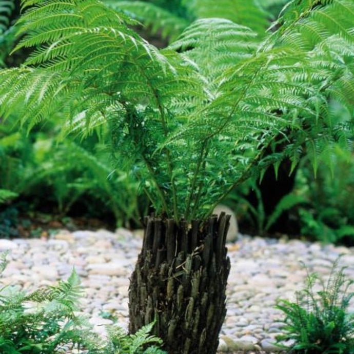 Las plantas ornamentales más populares