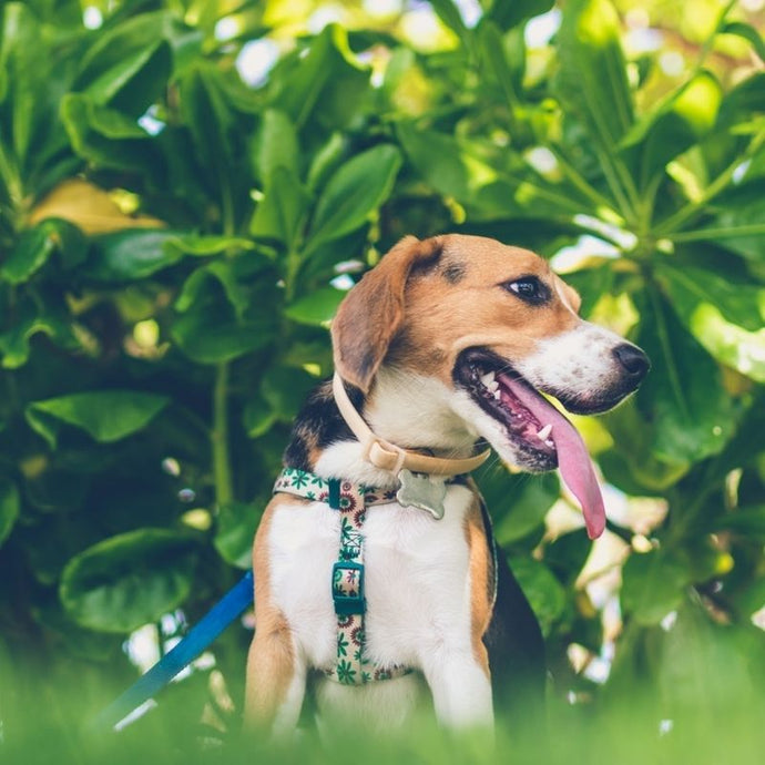 ¿Mascotas en casa? Conoce las mejores y las peores plantas para ellos