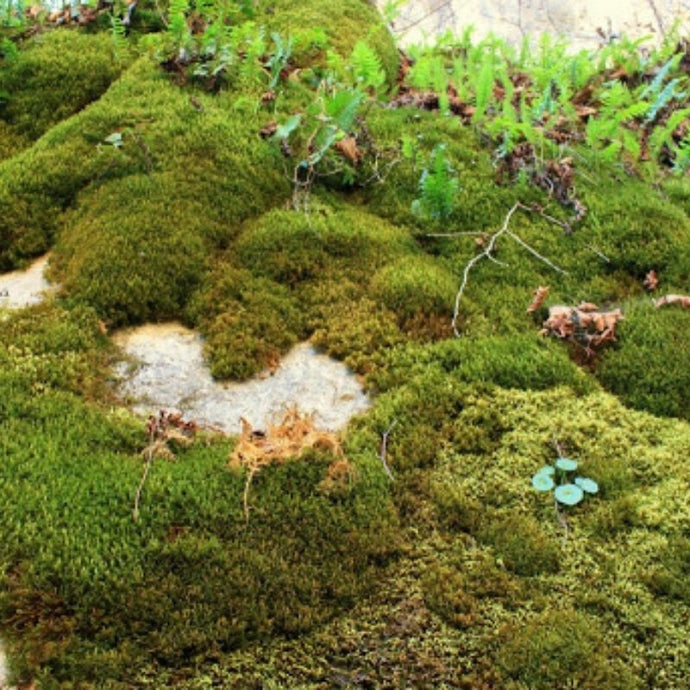 Observa y disfruta de una planta milenaria… ¿Conoces el musgo?