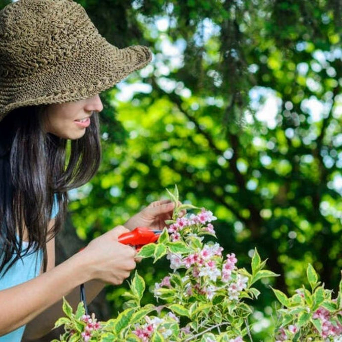 Poda tus plantas y dale salud a tu jardín… ¡En verano también puedes!